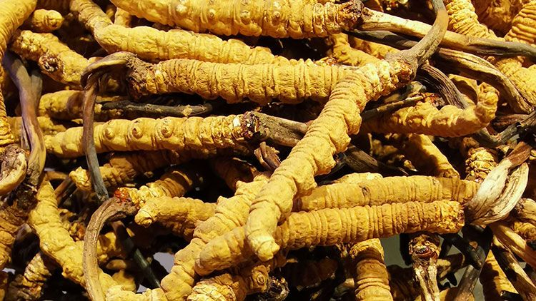 冬蟲(chóng)夏草是什么味道？揭秘“軟黃金”的獨(dú)特風(fēng)味