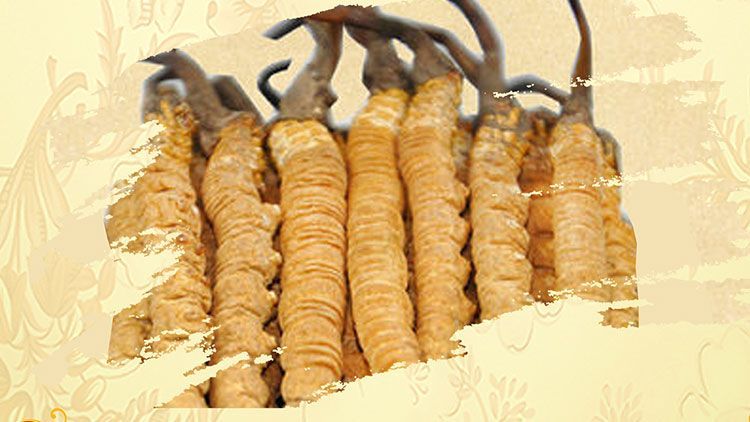 冬蟲夏草御寒效果好嗎？科學(xué)解讀其抗寒機(jī)制