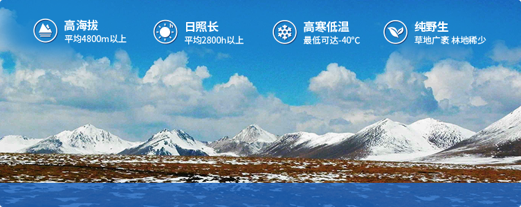 為什么說(shuō)西藏那曲的冬蟲(chóng)夏草，是品質(zhì)最好的蟲(chóng)草！