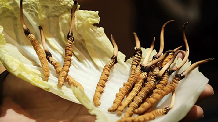 冬蟲夏草：干草與鮮草的終極對比，哪種更適合你？