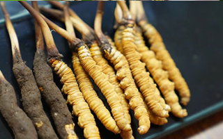 冬蟲(chóng)夏草鮮草吃多久？科學(xué)食用周期與效果解析