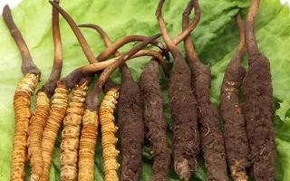 新鮮冬蟲(chóng)夏草能燉湯嗎？