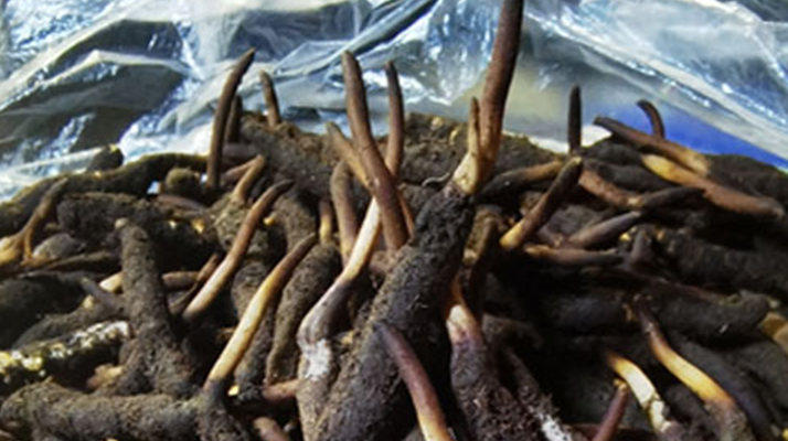 冬蟲夏草鮮草能不能泡酒？科學解析與實用指南