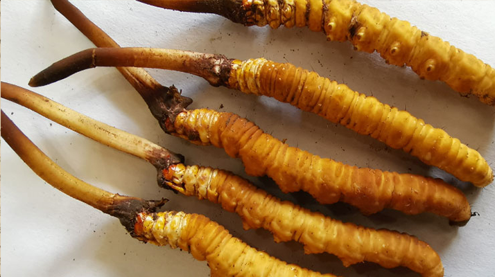 鮮冬蟲(chóng)夏草常溫能放多久？一文讀懂保存秘籍