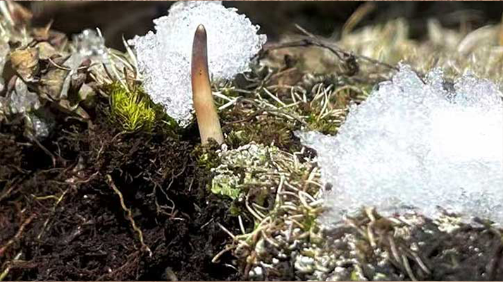 探秘雪域珍寶：最大的新鮮<a href=http://www.gzchaoming.com/ target=_blank class=infotextkey><a href=http://www.gzchaoming.com/s/nqcc/ target=_blank class=infotextkey>那曲冬蟲夏草</a></a>