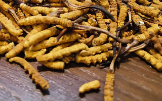 斷的冬蟲(chóng)夏草有效果嗎？一文揭開(kāi)真相