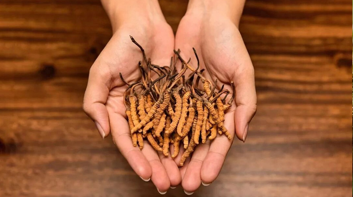 冬蟲夏草怎么食用效果好？掌握這些方法發(fā)揮最大功效
