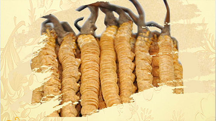 <a href=http://www.gzchaoming.com/ target=_blank class=infotextkey>冬蟲夏草</a>夏天如何保存