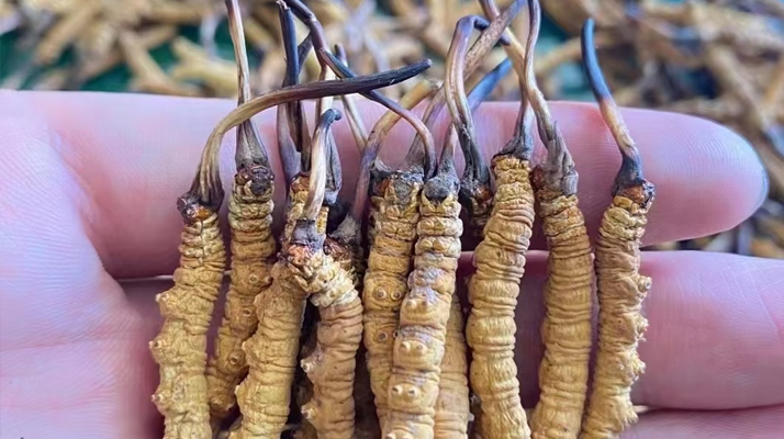 一盒冬蟲夏草多少錢？從規(guī)格到定位的價(jià)格解析