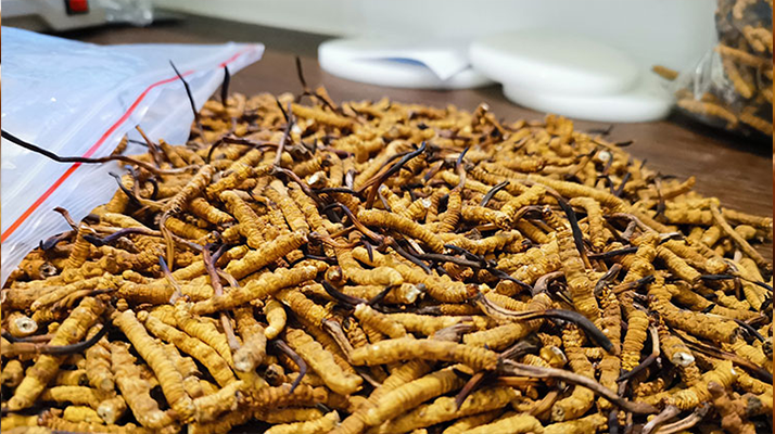 冬蟲夏草：泡水喝還是煮一下？?jī)煞N食用方式的全面對(duì)比