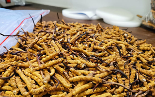 冬蟲夏草：泡水喝還是煮一下？?jī)煞N食用方式的全面對(duì)比