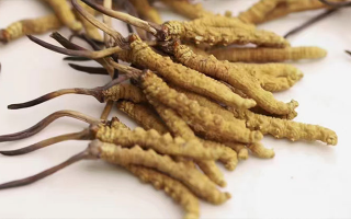 長期吃冬蟲夏草會怎么樣？從益處到注意事項詳解