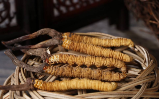 冬蟲夏草煲湯怎么煲好喝？營養(yǎng)與口感雙優(yōu)的實用指南
