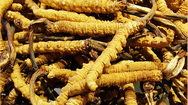 紫河車(chē)與冬蟲(chóng)夏草的區(qū)別：來(lái)源、功效及適用場(chǎng)景解析
