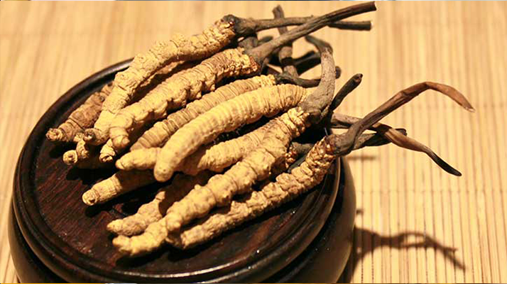 剛挖采的冬蟲夏草怎么辦？科學(xué)處理與儲存指南