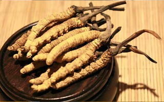 剛挖采的冬蟲夏草怎么辦？科學(xué)處理與儲存指南