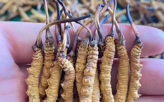 冬蟲夏草怎么辨別真假？6 個實用鑒別方法