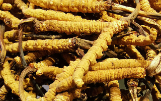 新鮮冬蟲(chóng)夏草一克多少錢(qián)？?jī)r(jià)格影響因素全解析
