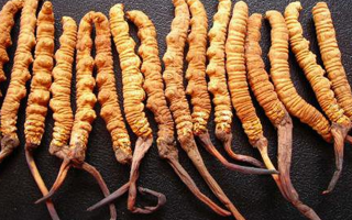 野生冬蟲夏草一根多少錢？價格背后的秘密?