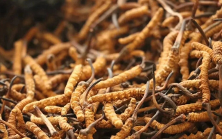 冬蟲夏草現(xiàn)在多少錢？價格探秘