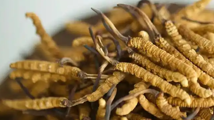 解密 “大個(gè)頭” 冬蟲夏草：何為優(yōu)質(zhì)大蟲草，價(jià)值何在？