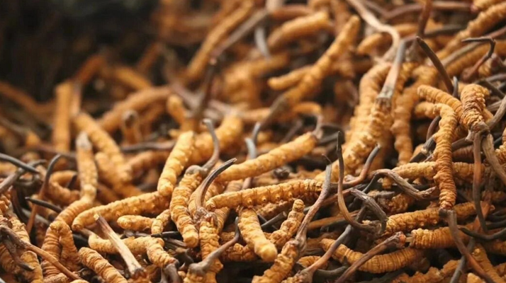 鮮冬蟲夏草有保質(zhì)期嗎？儲存方式與時(shí)效全解析