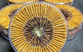 冬蟲夏草一斤價格多少？2025 年行情揭秘，差價竟達(dá)數(shù)十倍