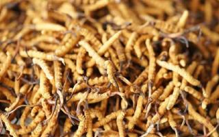 四級冬蟲夏草一克多少根？根數(shù)背后的等級與價值邏輯