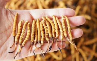 為啥說頭期冬蟲夏草品質(zhì)最好？掰開揉碎給你講