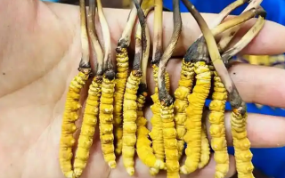 新鮮冬蟲夏草要吃幾次？一篇給普通人的實用指南