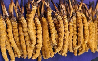 挖了三十年蟲草，這些采摘的苦，沒經(jīng)歷過的人真不懂